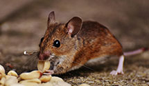 24 Hour & Emergency Exterminators in Federal Express, TN